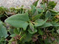 Atriplex longipes 3, Gesteelde spiesmelde, Saxifraga-Ed Stikvoort : gesteelde spiesmelde gg Sloehaven s9900