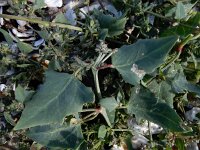 Atriplex longipes 4, Gesteelde spiesmelde, Saxifraga-Ed Stikvoort : schijngenadekruid Hemelrijckse Waard