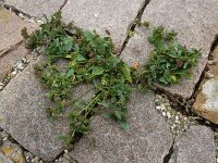 Atriplex longipes 5, Gesteelde spiesmelde, Saxifraga-Ed Stikvoort : gesteelde spiesmelde gg Sloehaven s9900
