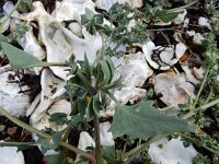 Atriplex longipes 6, Gesteelde spiesmelde, Saxifraga-Ed Stikvoort : schijngenadekruid Hemelrijckse Waard