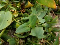 Atriplex longipes 7, Gesteelde spiesmelde, Saxifraga-Ed Stikvoort : gesteelde spiesmelde gg Sloehaven s9900