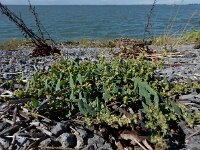 Atriplex patula 10, Uitstaande melde, Saxifraga-Ed Stikvoort