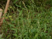 Atriplex patula 14, Uitstaande melde, Saxifraga-Ed Stikvoort