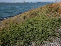 Atriplex patula 15, Uitstaande melde, Saxifraga-Ed Stikvoort