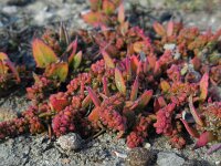 Atriplex patula 16, Uitstaande melde, Saxifraga-Ed Stikvoort