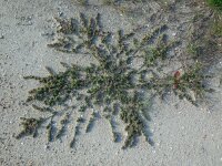 Atriplex patula 17, Uitstaande melde, Saxifraga-Ed Stikvoort