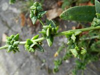 Atriplex patula 2, Uitstaande melde, Saxifraga-Rutger Barendse