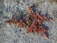 Atriplex patula 5, Uitstaande melde, Saxifraga-Ed Stikvoort