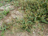 Atriplex patula 6, Uitstaande melde, Saxifraga-Ed Stikvoort