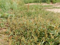 Atriplex patula 7, Uitstaande melde, Saxifraga-Ed Stikvoort