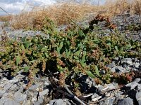 Atriplex patula 8, Uitstaande melde, Saxifraga-Ed Stikvoort