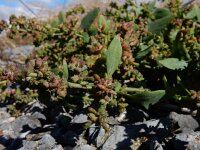 Atriplex patula 9, Uitstaande melde, Saxifraga-Ed Stikvoort