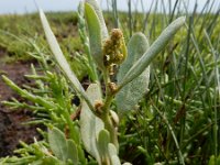 Atriplex pedunculata 35, Gesteelde zoutmelde, Saxifraga-Ed Stikvoort