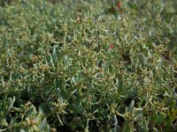 Atriplex pedunculata 5, Gesteelde zoutmelde, Saxifraga-Ed Stikvoort