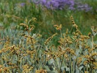 Atriplex portulacoides 12, Gewone zoutmelde, Saxifraga-Ed Stikvoort