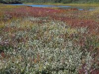 Atriplex portulacoides 14, Gewone zoutmelde, Saxifraga-Ed Stikvoort