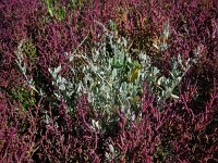 Atriplex portulacoides 15, Gewone zoutmelde, Saxifraga-Ed Stikvoort