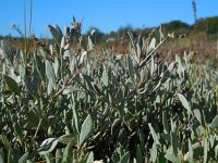 Atriplex portulacoides 16, Gewone zoutmelde, Saxifraga-Ed Stikvoort