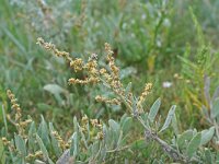 Atriplex portulacoides 17, Gewone zoutmelde, Saxifraga-Jeroen Willemsen