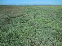 Atriplex portulacoides 7, Gewone zoutmelde, Saxifraga-Ed Stikvoort