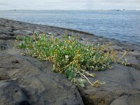 Atriplex portulacoides 9, Gewone zoutmelde, Saxifraga-Ed Stikvoort