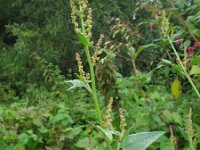 Atriplex prostrata, Creeping Saltbush