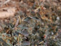 Atriplex semibaccata 2, Saxifraga-Ed Stikvoort