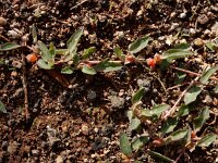 Atriplex semibaccata 3, Saxifraga-Ed Stikvoort