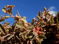 Atriplex semibaccata 7, Saxifraga-Ed Stikvoort