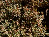 Atriplex semibaccata 8, Saxifraga-Ed Stikvoort