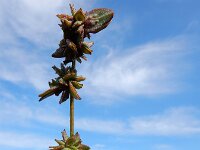 Atriplex x gustafssoniana 2, Spiesmelde x Gesteelde spiesmelde, Saxifraga-Ed Stikvoort
