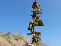 Atriplex x gustafssoniana 6, Spiesmelde x Gesteelde spiesmelde, Saxifraga-Ed Stikvoort