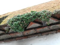 Aubrieta columnae 2, Saxifraga-Rutger Barendse