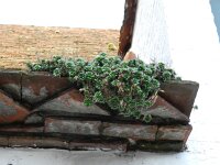 Aubrieta columnae 3, Saxifraga-Rutger Barendse