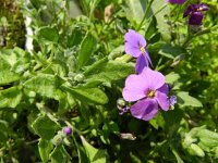 Aubrieta columnae 4, Saxifraga-Rutger Barendse