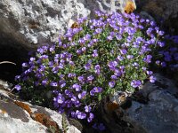 Aubrieta columnae 5, Saxifraga-Ed Stikvoort