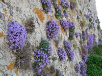Aubrieta columnae 6, Saxifraga-Ed Stikvoort