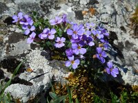 Aubrieta columnae 8, Saxifraga-Ed Stikvoort