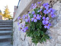 Aubrieta columnae 9, Saxifraga-Ed Stikvoort