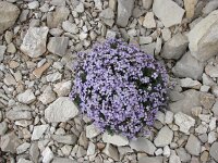 Aubrieta deltoidea 14, Aubrietia, Saxifraga-Jasenka Topic