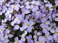 Aubrieta deltoidea 15, Aubrietia, Saxifraga-Jasenka Topic