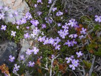 Aubrieta deltoidea 17, Aubrietia, Saxifraga-Harry Jans