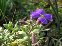 Aubrieta deltoidea 9, Aubrietia, Saxifraga-Rutger Barendse