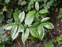 Aucuba japonica 2, Saxifraga-Rutger Barendse