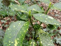 Aucuba japonica 3, Saxifraga-Rutger Barendse