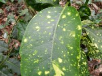 Aucuba japonica 4, Saxifraga-Rutger Barendse