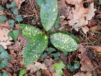 Aucuba japonica 5, Saxifraga-Rutger Barendse