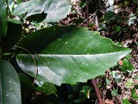 Aucuba japonica 6, Saxifraga-Rutger Barendse