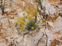 Aurinia leucadea 1, Saxifraga-Jasenka Topic