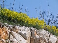 Aurinia leucadea 2, Saxifraga-Jasenka Topic
